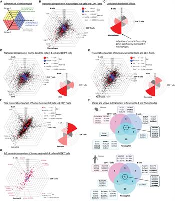 Defining solute carrier transporter signatures of murine immune cell subsets